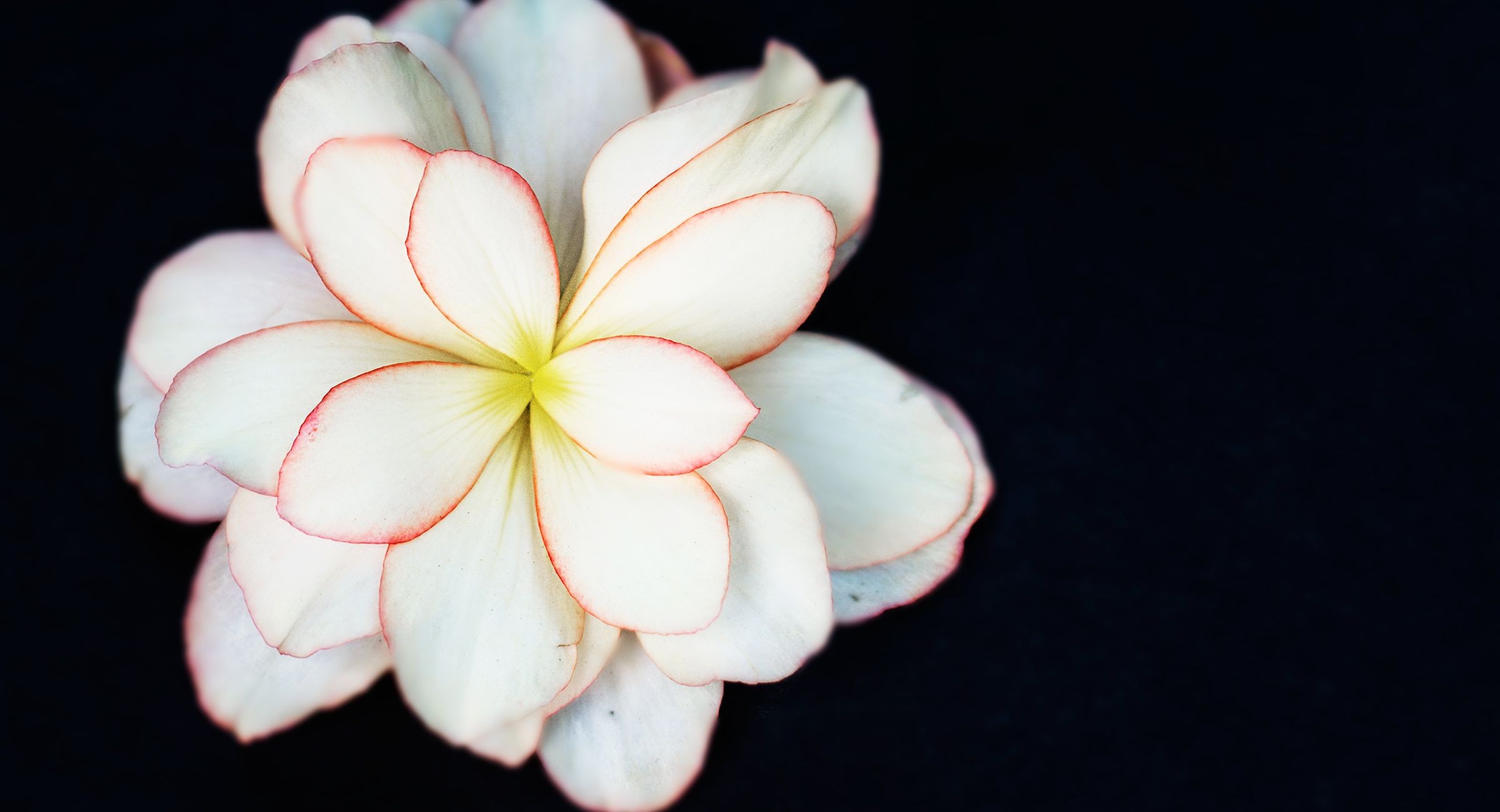 White flower with yellow center and trimmed with red against a black background.